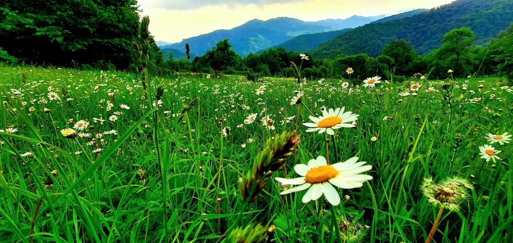 Mountain meadow in the Caucasus